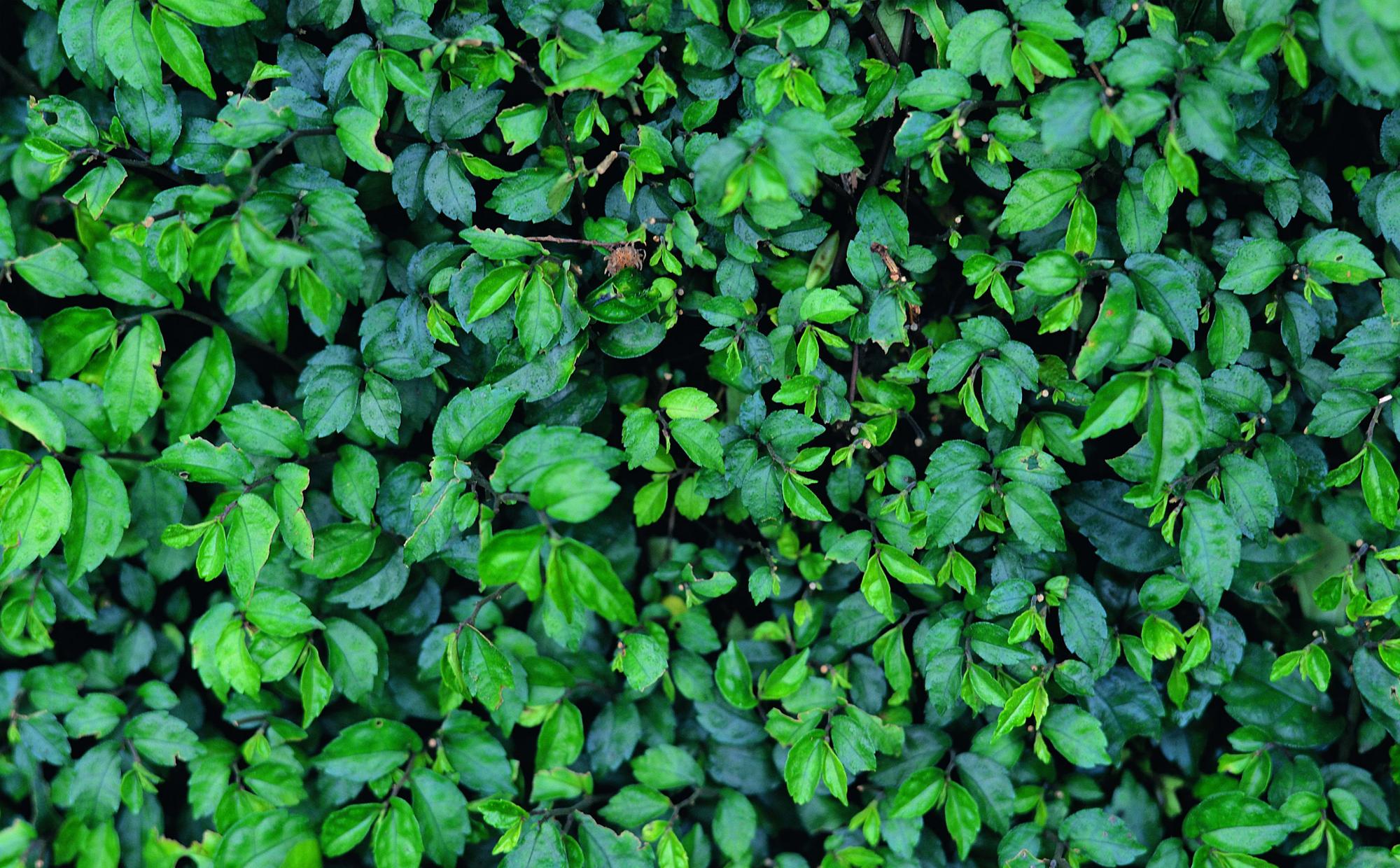 Стена из зелёных листьев 8188-М