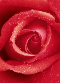 Rose 00368